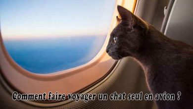 Comment faire voyager un chat seul en avion