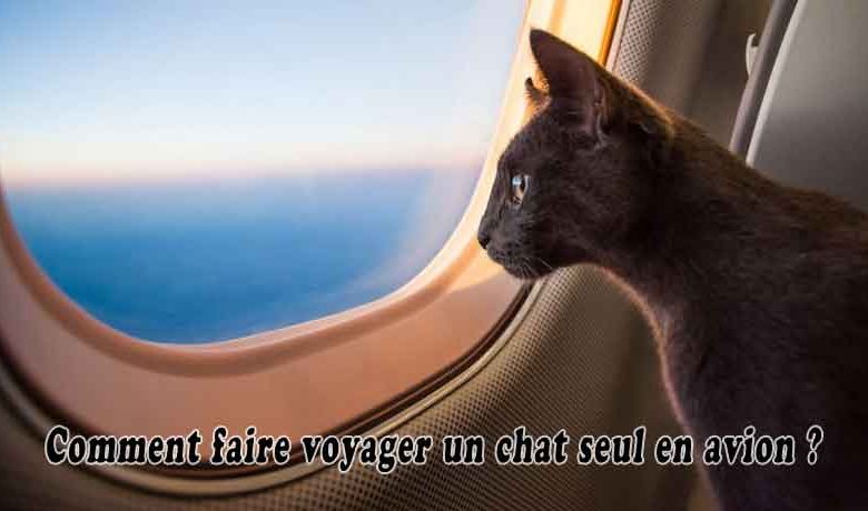 Comment faire voyager un chat seul en avion