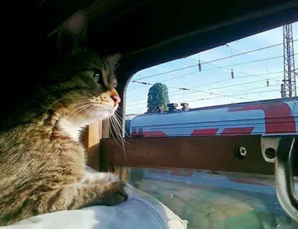 Comment faire voyager un chat seul en train?
