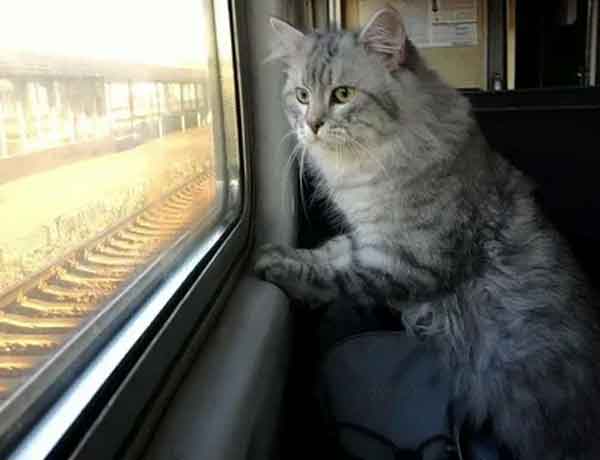 Comment faire voyager un chat seul en train?