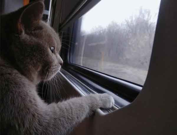 Comment faire voyager un chat seul en train?