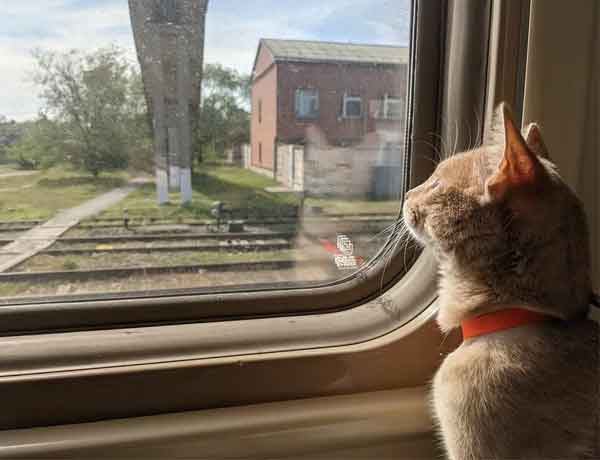 Comment faire voyager un chat seul en train?