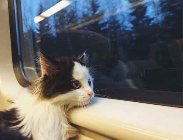 Comment faire voyager un chat seul en train?