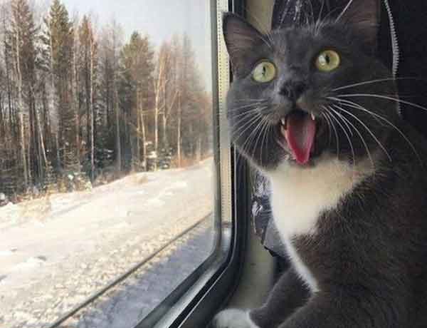 Comment faire voyager un chat seul en train?