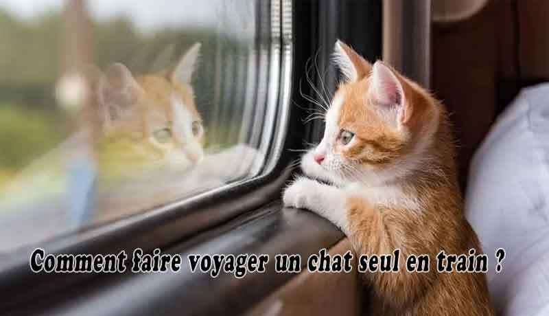 Comment faire voyager un chat seul en train