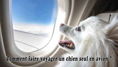 Comment faire voyager un chien seul en avion