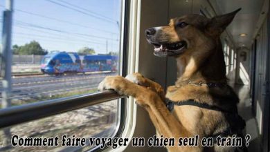 Comment faire voyager un chien seul en train
