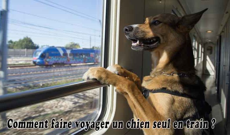 Comment faire voyager un chien seul en train