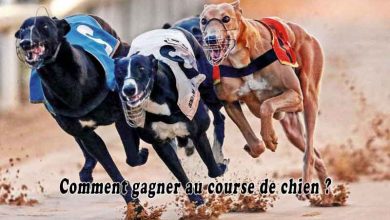 Comment gagner au course de chien