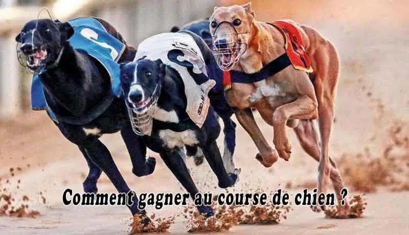 Comment gagner au course de chien