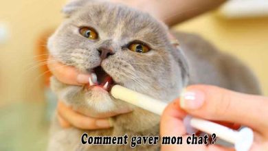 Comment gaver mon chat