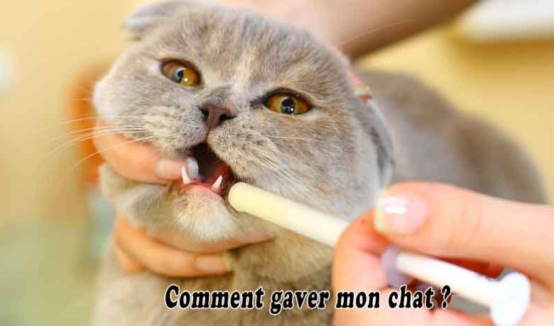 Comment gaver mon chat