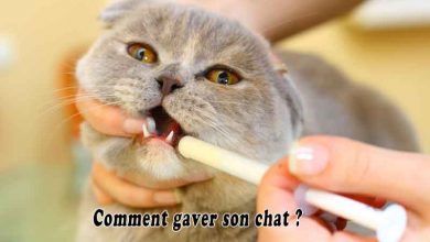 Comment gaver son chat