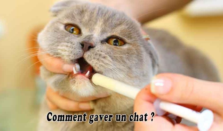 Comment gaver un chat