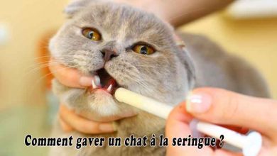 Comment gaver un chat à la seringue