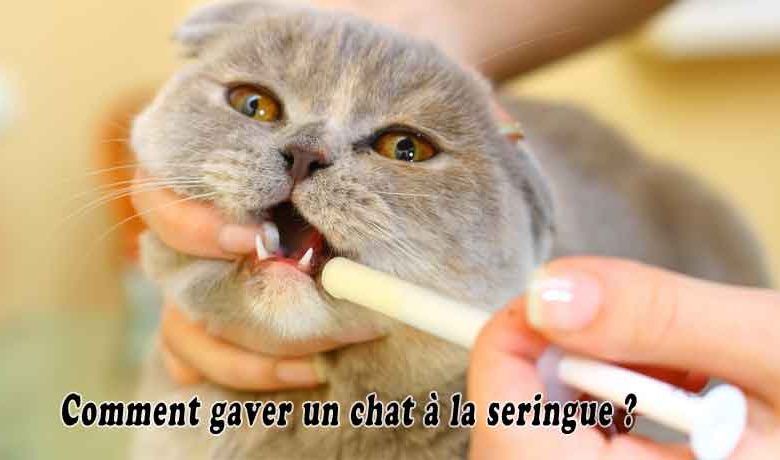 Comment gaver un chat à la seringue