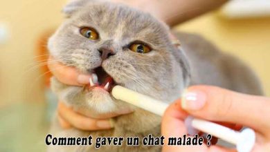 Comment gaver un chat malade
