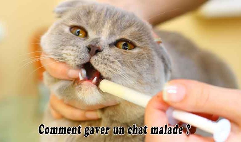 Comment gaver un chat malade