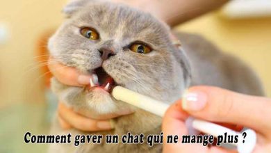 Comment gaver un chat qui ne mange plus