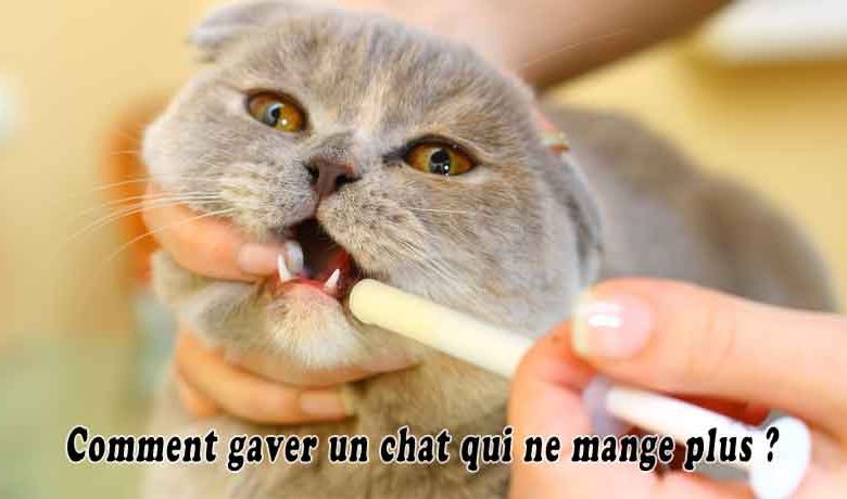 Comment gaver un chat qui ne mange plus