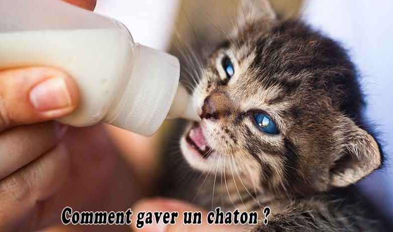 Comment gaver un chaton