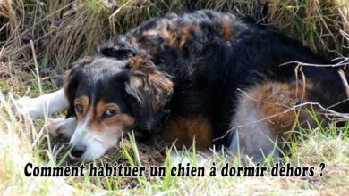 Comment habituer un chien à dormir dehors