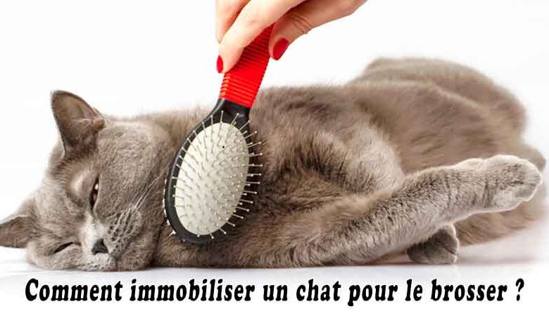 Comment immobiliser un chat pour le brosser