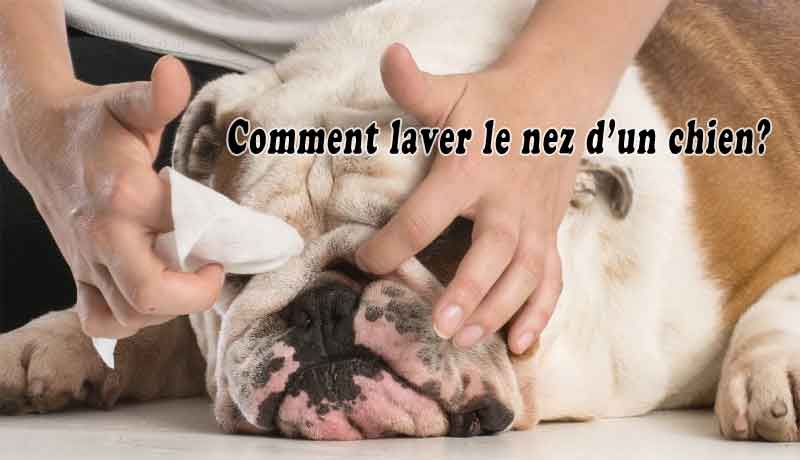 Comment laver le nez d’un chien