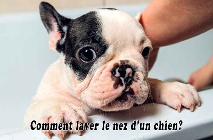 Comment laver le nez d’un chien