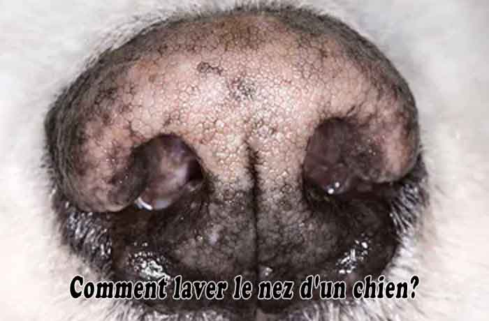 Comment laver le nez d’un chien