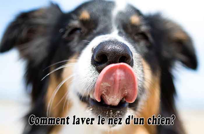 Comment laver le nez d’un chien