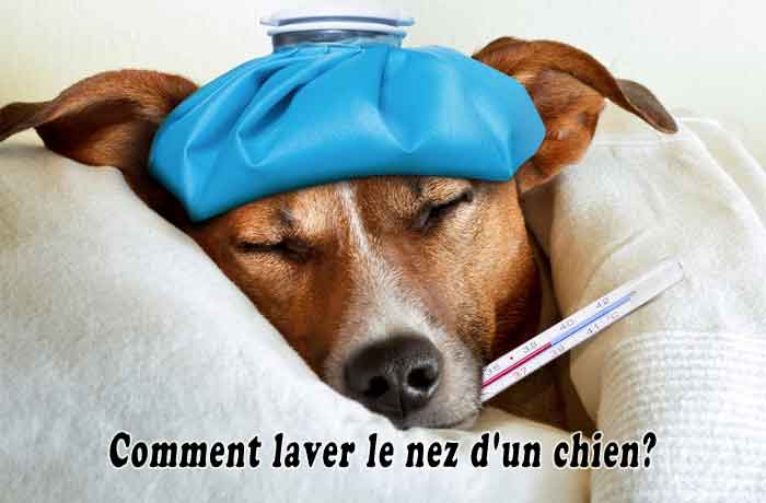 Comment laver le nez d’un chien