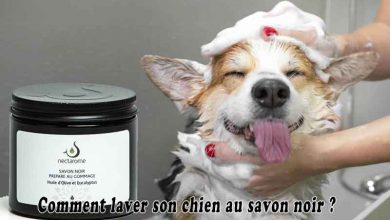 Comment laver son chien au savon noir