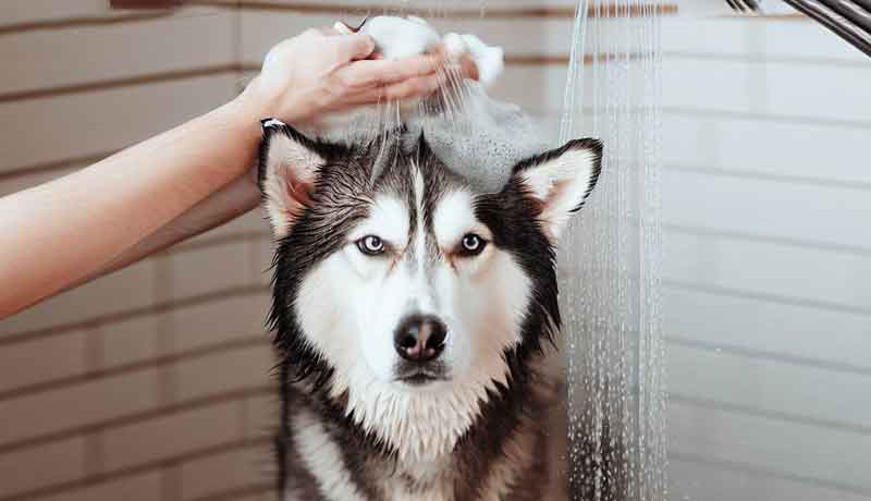 Comment laver un chien husky
