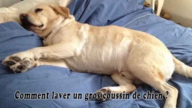 Comment laver un gros coussin de chien