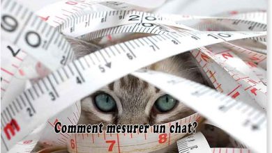 Comment mesurer un chat