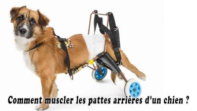 Comment muscler les pattes arrières d'un chien