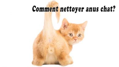 Comment nettoyer anus chat