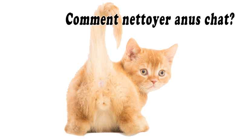Comment nettoyer anus chat