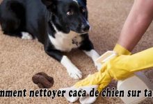 Comment nettoyer caca de chien sur tapis