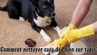 Comment nettoyer caca de chien sur tapis