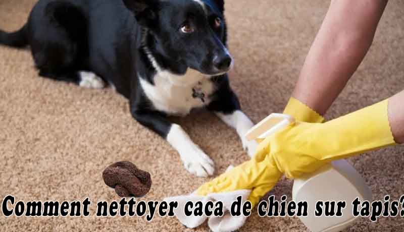 Comment nettoyer caca de chien sur tapis
