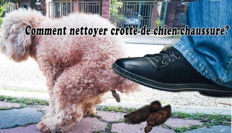 Comment nettoyer crotte de chien chaussure