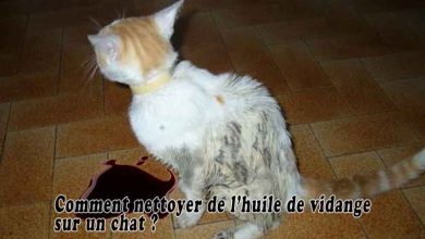 Comment nettoyer de l’huile de vidange sur un chat