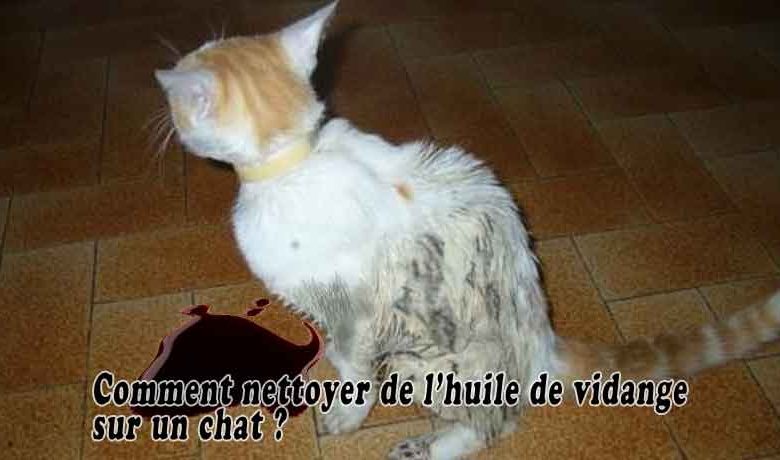 Comment nettoyer de l’huile de vidange sur un chat