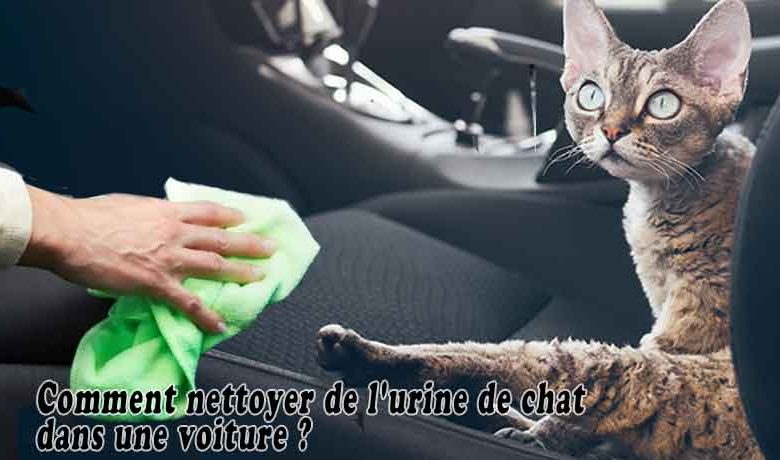 Comment nettoyer de l'urine de chat dans une voiture