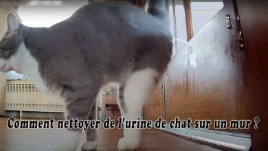 Comment nettoyer de l’urine de chat sur un mur