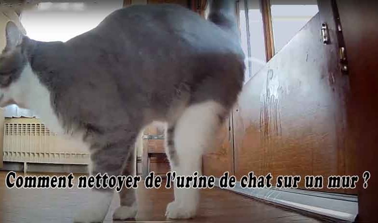 Comment nettoyer de l’urine de chat sur un mur