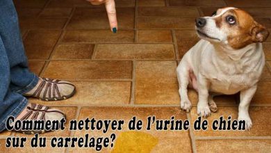 Comment nettoyer de l’urine de chien sur du carrelage