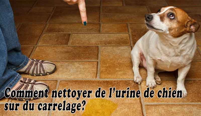 Comment nettoyer de l’urine de chien sur du carrelage